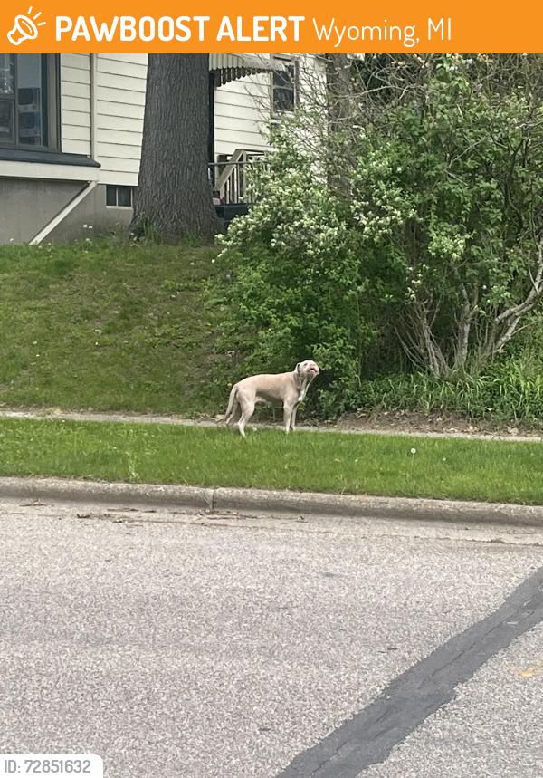 Found/Stray Unknown Dog last seen 44th and Byron Center, Wyoming, MI 49519