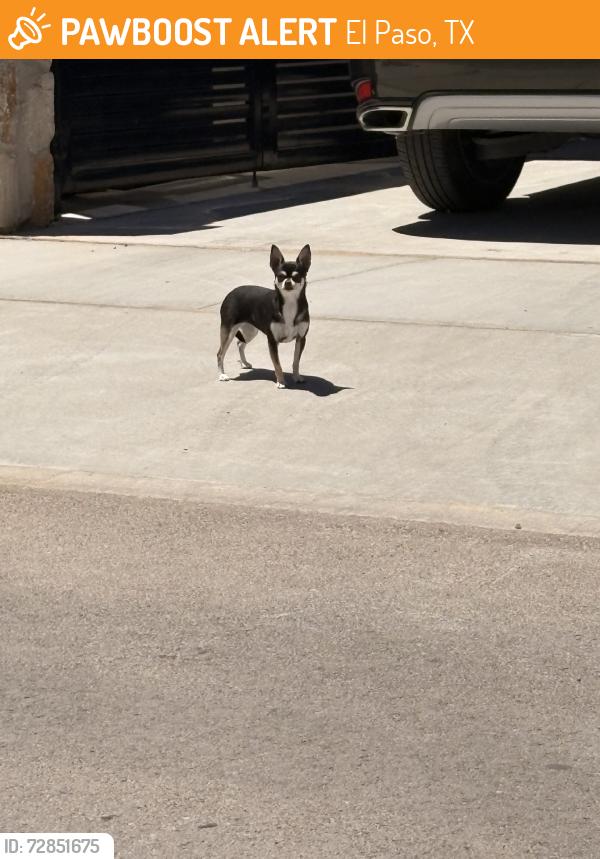 Found/Stray Male Dog last seen Tierra fortaleza, El Paso, TX 79938