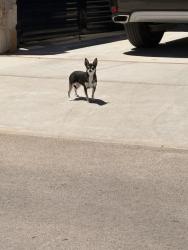 Found/Stray Male Dog last seen Tierra fortaleza, El Paso, TX 79938