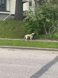 Found/Stray Unknown Dog last seen 44th and Byron Center, Wyoming, MI 49519