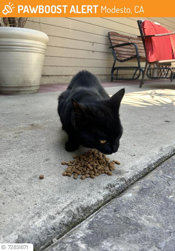Found/Stray Male Cat last seen Gutherie st and Marin ave , Modesto, CA 95358