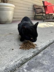 Found/Stray Male Cat last seen Gutherie st and Marin ave , Modesto, CA 95358
