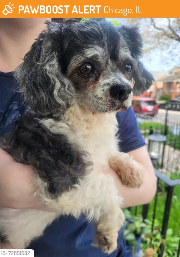 Found/Stray Male Dog last seen Grand and cicero , Chicago, IL 60639