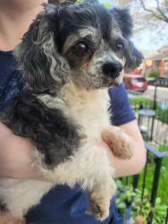 Found/Stray Male Dog last seen Grand and cicero , Chicago, IL 60639