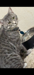Lost Male Cat last seen Northglenn Drive, , Johnston, IA 50131