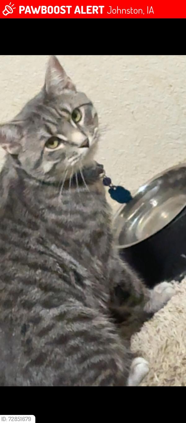 Lost Male Cat last seen Northglenn Drive, , Johnston, IA 50131