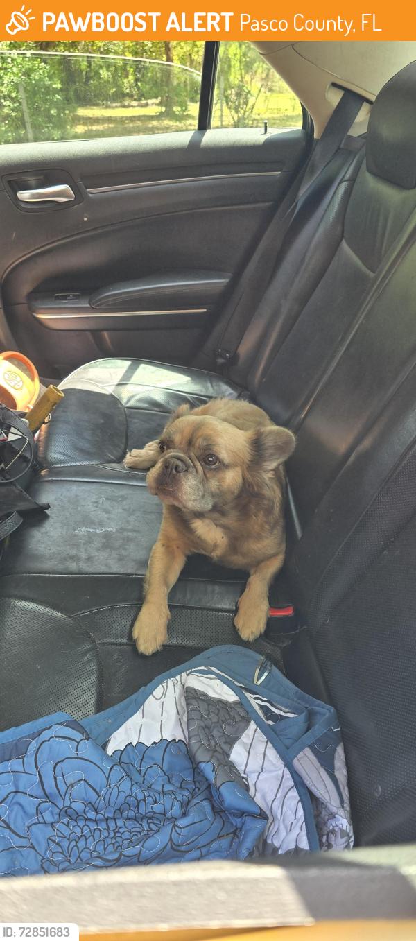 Found/Stray Unknown Dog last seen Hicks rd, Pasco County, FL 34669