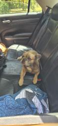 Found/Stray Unknown Dog last seen Hicks rd, Pasco County, FL 34669