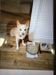 Lost Male Dog last seen Waterwheel cove, Haywood County, NC 28721
