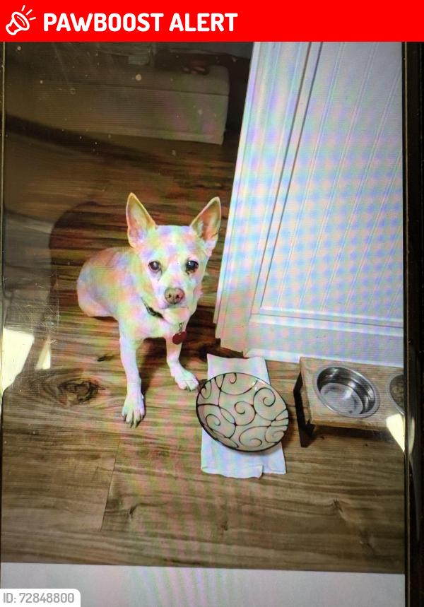Lost Male Dog last seen Waterwheel cove, Haywood County, NC 28721