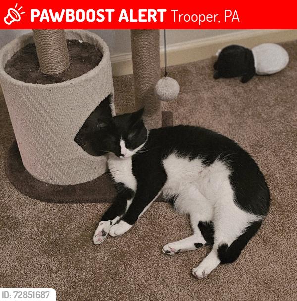 Lost Female Cat last seen North Midland ave, Trooper, PA 19403