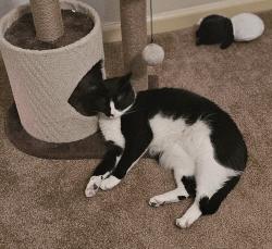 Lost Female Cat last seen North Midland ave, Trooper, PA 19403