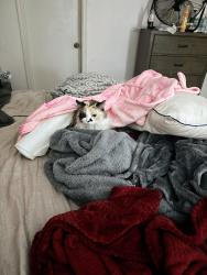 Lost Female Cat last seen Woodlake is the name of the small townhouse community off 63rd st., Oklahoma City, OK 73132