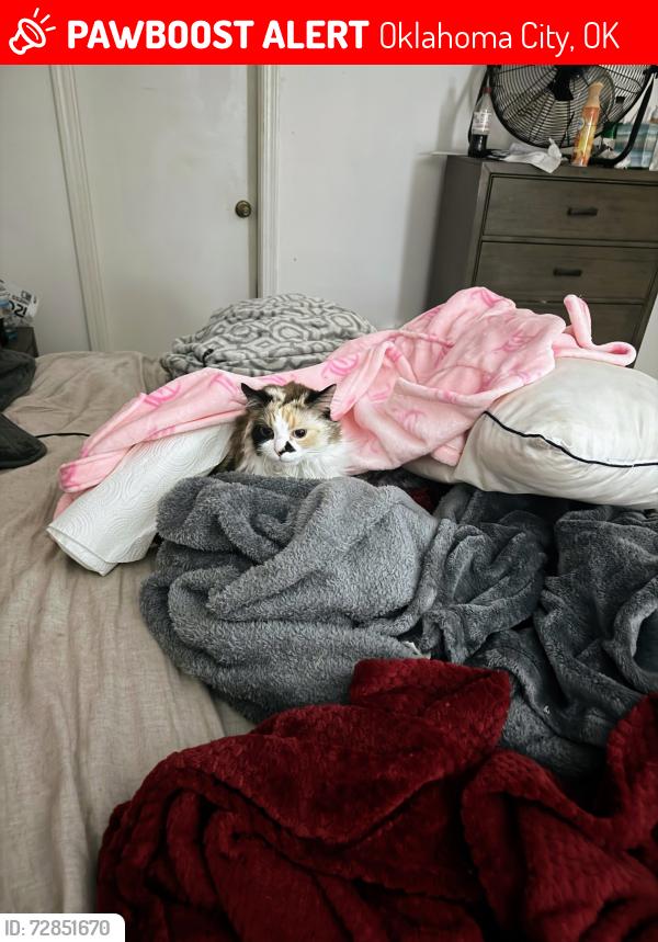 Lost Female Cat last seen Woodlake is the name of the small townhouse community off 63rd st., Oklahoma City, OK 73132