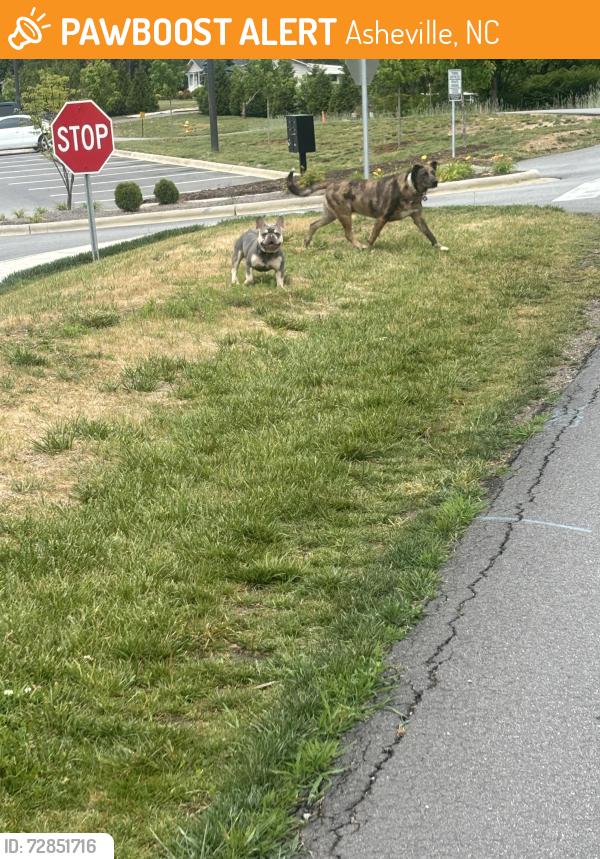 Found/Stray Unknown Dog last seen Highline neighborhood Asheville , Asheville, NC 28804