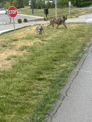 Found/Stray Unknown Dog last seen Highline neighborhood Asheville , Asheville, NC 28804