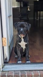 Found/Stray Male Dog last seen Bailey lake rd, Fayetteville, NC 28304