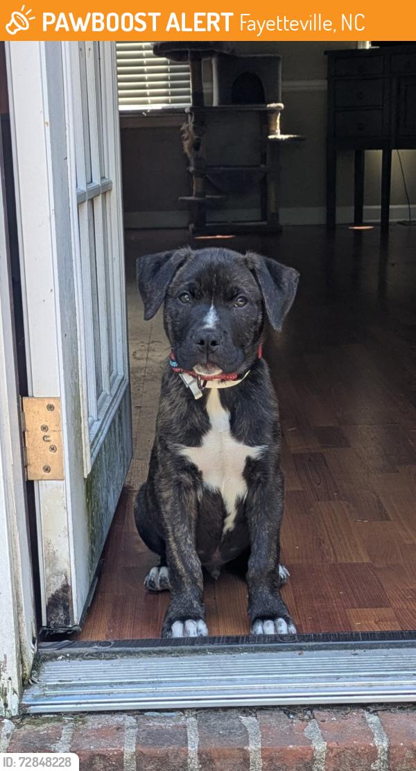 Found/Stray Male Dog last seen Bailey lake rd, Fayetteville, NC 28304