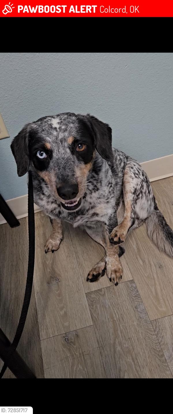 Lost Female Dog last seen She jumped off a trailer near the intersection of OK 116 and E 520 Rd in Colcord where she ran west behind the Lucas' , Colcord, OK 74338