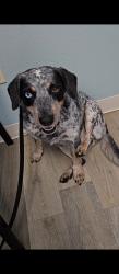 Lost Female Dog last seen She jumped off a trailer near the intersection of OK 116 and E 520 Rd in Colcord where she ran west behind the Lucas' , Colcord, OK 74338