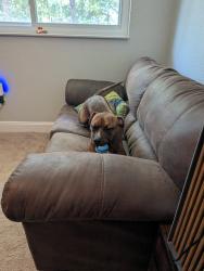 Found/Stray Female Dog last seen Little wekiva circle. Bike path behind hses, Altamonte Springs, FL 32714