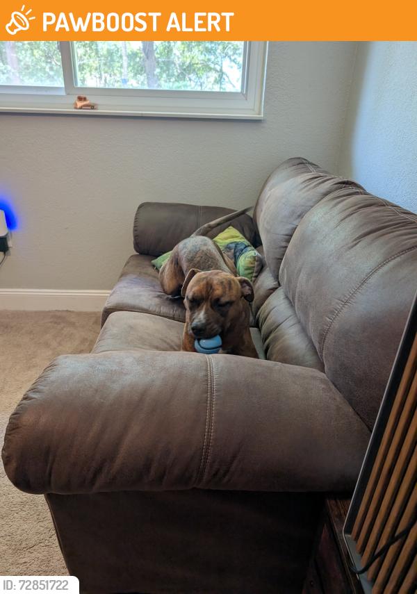 Found/Stray Female Dog last seen Little wekiva circle. Bike path behind hses, Altamonte Springs, FL 32714
