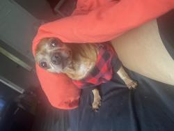Found/Stray Male Dog last seen HEB on N Rosillo St, San Antonio, TX 78207