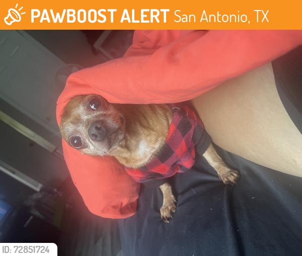 Found/Stray Male Dog last seen HEB on N Rosillo St, San Antonio, TX 78207