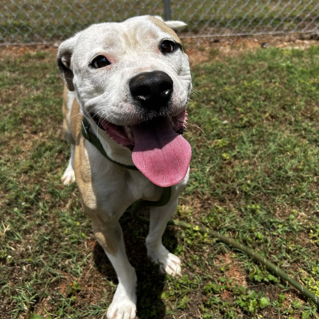 Shelter Stray Female Dog last seen , Greenville, SC 29609