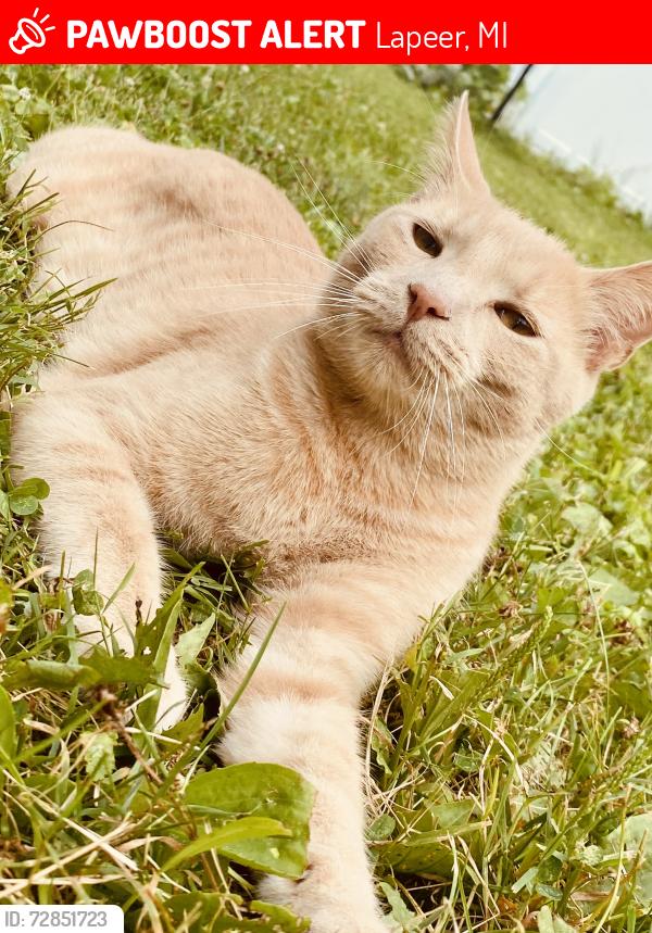 Lost Male Cat last seen Near maple grove rd lapeer, mi 48446, Lapeer, MI 48446