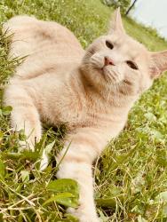 Lost Male Cat last seen Near maple grove rd lapeer, mi 48446, Lapeer, MI 48446