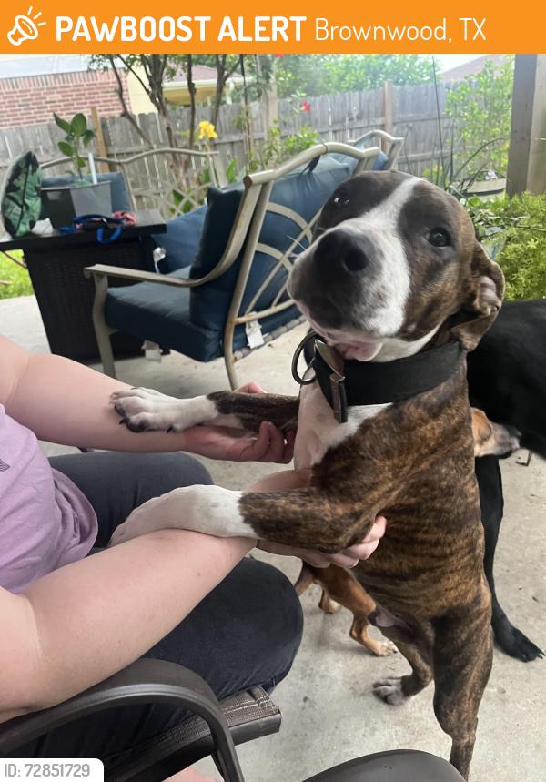 Found/Stray Male Dog last seen Albert Sydney Johnson Dr Brownwood TX, Brownwood, TX 76801