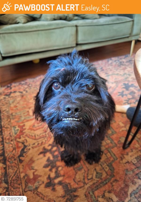 Found/Stray Male Dog last seen Smith Grove Rd , Easley, SC 29641