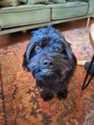 Found/Stray Male Dog last seen Smith Grove Rd , Easley, SC 29641