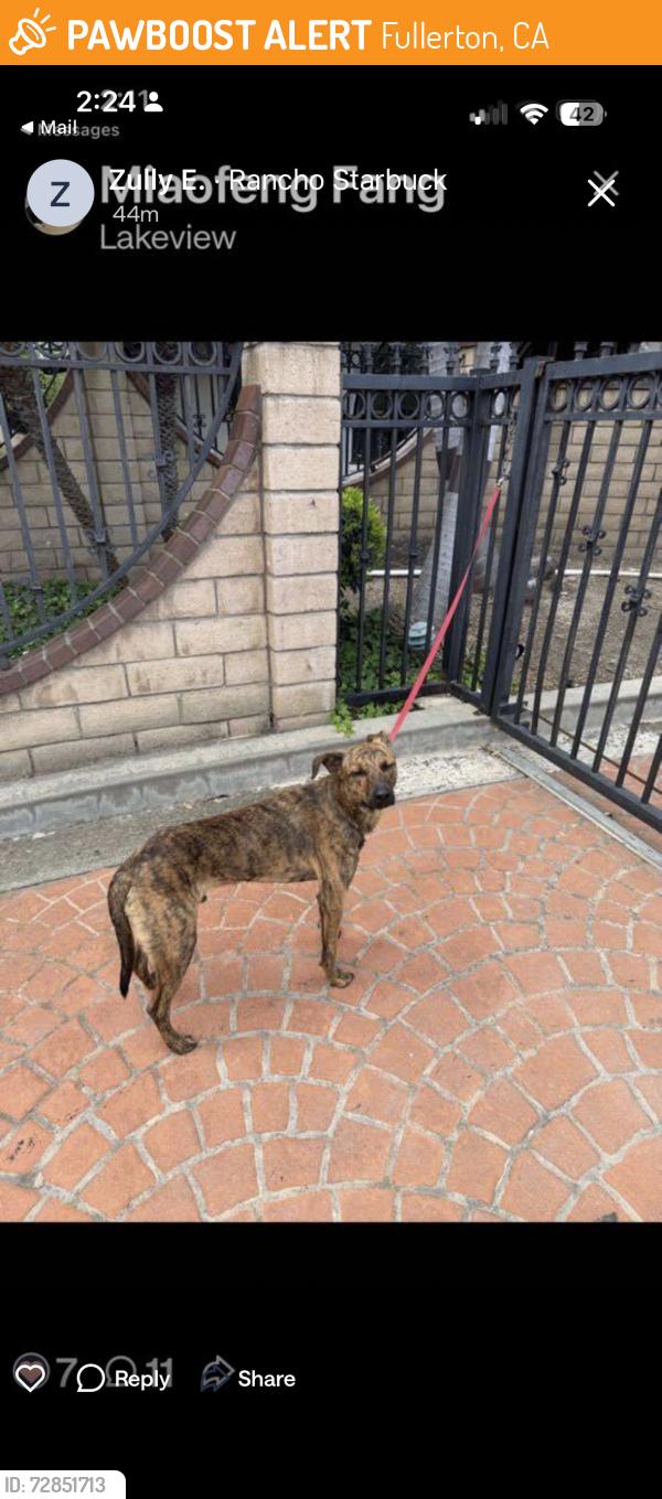 Found/Stray Male Dog last seen West Las Palmas and West Hermosa off Lakeview Drive, Fullerton, CA 92835
