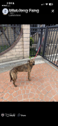 Found/Stray Male Dog last seen West Las Palmas and West Hermosa off Lakeview Drive, Fullerton, CA 92835
