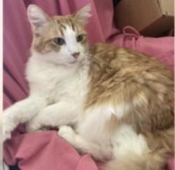 Lost Male Cat last seen Dale st.& Ball rd.(Near Dale Elementary School)Anaheim., Anaheim, CA 92804