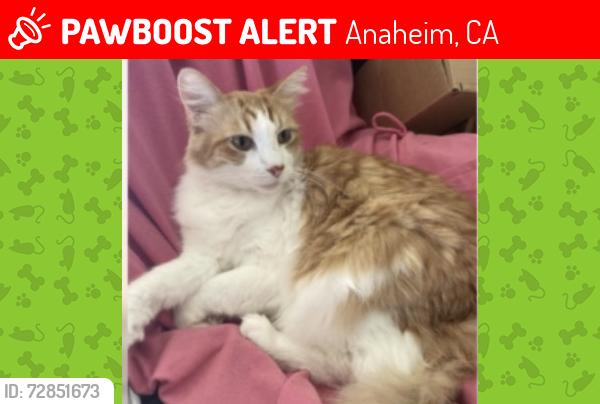Lost Male Cat last seen Dale st.& Ball rd.(Near Dale Elementary School)Anaheim., Anaheim, CA 92804