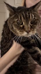 Found/Stray Female Cat last seen Near Wilmington Court, Hendersonville, TN 37075
