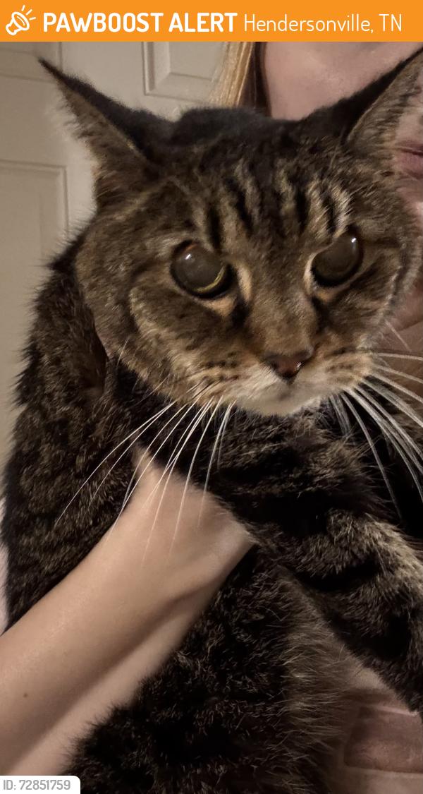 Found/Stray Female Cat last seen Near Wilmington Court, Hendersonville, TN 37075