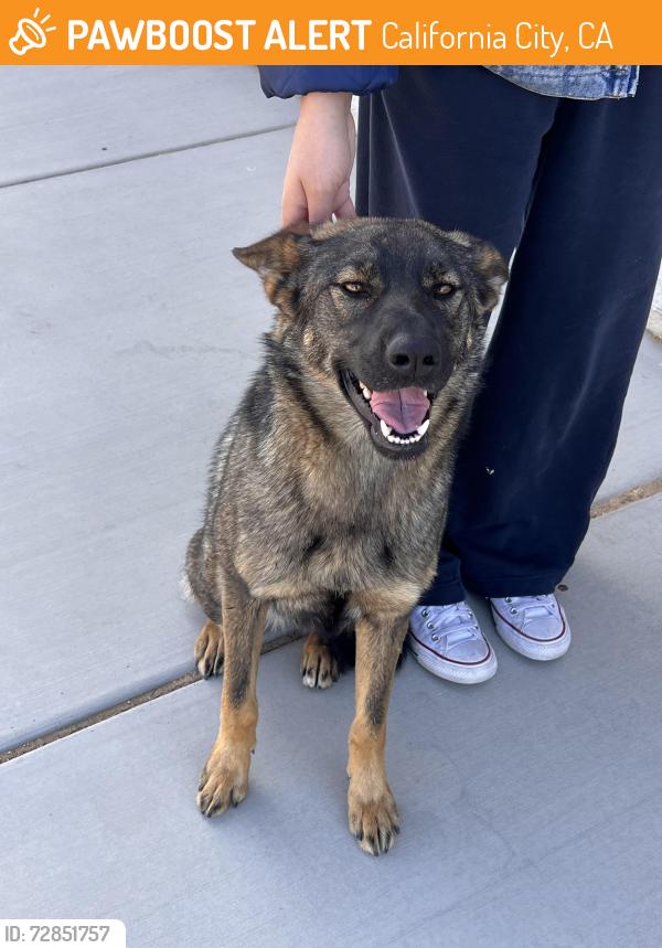 Found/Stray Female Dog last seen Melville drive and bay, California City, CA 93505
