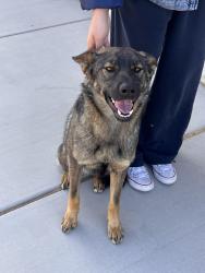 Found/Stray Female Dog last seen Melville drive and bay, California City, CA 93505