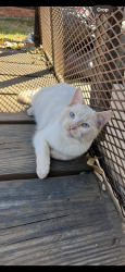 Lost Male Cat last seen Keaton drive , Sanger, TX 76266