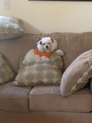 Lost Female Dog last seen St Mary’s and Silverbell, Tucson, AZ 85745