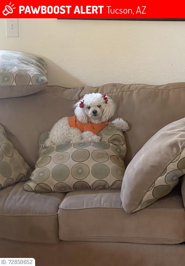 Lost Female Dog last seen St Mary’s and Silverbell, Tucson, AZ 85745