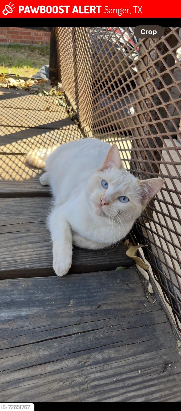 Lost Male Cat last seen Keaton drive , Sanger, TX 76266
