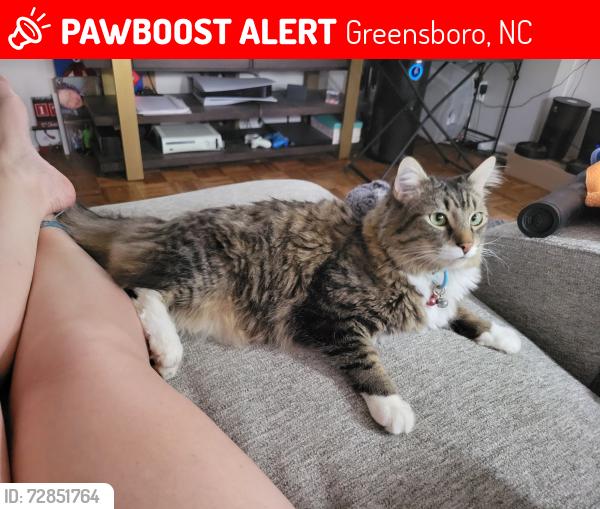 Lost Male Cat last seen Plummer Dr and starmount and maybe Pebble Rd, Greensboro, NC 27410