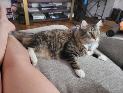 Lost Male Cat last seen Plummer Dr and starmount and maybe Pebble Rd, Greensboro, NC 27410