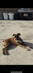 Lost Male Dog last seen Missouri Ave, South Gate, CA 90280
