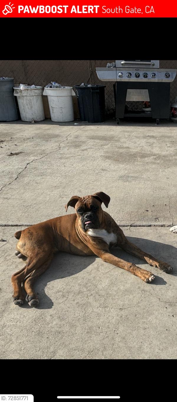 Lost Male Dog last seen Missouri Ave, South Gate, CA 90280